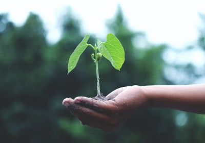 Hand met ontkiemend plantje